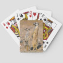 Recherche de comportement jeux de cartes Jour
