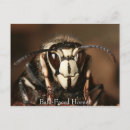 Suche nach wespen postkarten Hornet