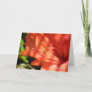 Suche nach amaryllis karten Orange