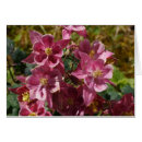 Suche nach akelei Aquilegia