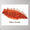 Suche nach wissenschaftliche illustration poster Meereslebewesen