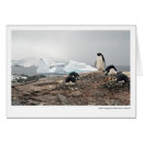 Suche nach adelie Pinguine