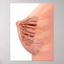 Suche nach female anatomy poster Brust
