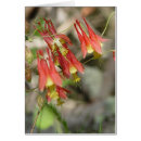 Recherche de colombine cartes postales Jaune