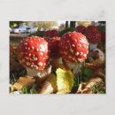 Recherche de fly cartes postales Amanita