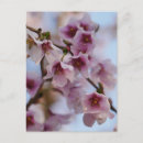Suche nach cherry blossom postkarten Foto