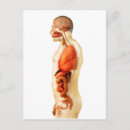 Recherche de urinaire posters Transparent