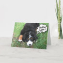 Suche nach bernese mountain dog karten Foto