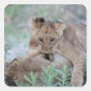 Suche nach panthera aufkleber Wild lebende tiere
