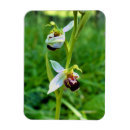 Recherche de orchidée magnets Nature