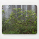Recherche de rhododendron tapis souris Forêt