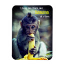 Recherche de banane magnets Singe