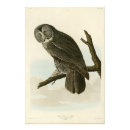 Suche nach graue eule poster Vogel