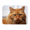 Recherche de orange chat magnets Tabby