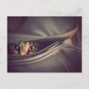 Recherche de chaton tigré cartes postales Animal de compagnie