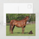 Suche nach quarter horse postkarten Stute