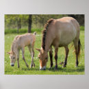 Recherche de poulain de cheval posters Ferme