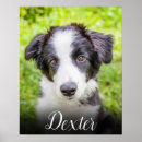 Recherche de pet memorial posters Unique