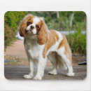 Recherche de cavalier king charles spaniel tapis souris Amoureux des chiens