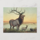 Suche nach zoologie postkarten Natur