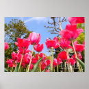 Suche nach bunte tulpen poster Blume
