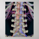 Recherche de vertébré posters Vertical