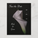 Recherche de zantedeschia cartes postales Fleur