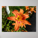 Suche nach lilien poster Natur