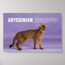 Recherche de abyssinien posters Abyssinian