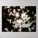 Suche nach dunkler wald poster Dunkel