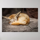 Suche nach cute fox poster Furry