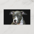 Recherche de pitbull cartes visite Chiot