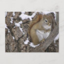 Suche nach squirrel postkarten Winter