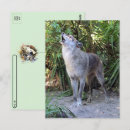 Recherche de loups cartes postales Photographie de la nature