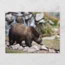 Suche nach postcrossing postkarten Tier
