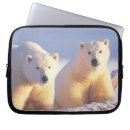 Recherche de mammifère coques Ours