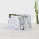 Recherche de oiseau noël cartes Faune