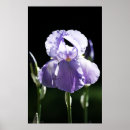 Suche nach lila iris poster Natur