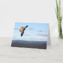 Suche nach falken karten Vogel