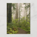 Recherche de rhododendron cartes postales Arbre