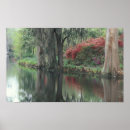 Suche nach spanisches moos poster Baum