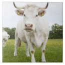 Suche nach ländliche szenen fliesen Betrachten der kamera