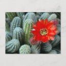 Recherche de fleur orange cartes postales Cactus