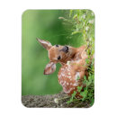 Suche nach fauna magnete Hirsche