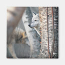 Suche nach grauer wolf magnete Wild lebende tiere