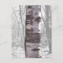 Recherche de birch cartes postales Faune