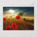 Suche nach roter sonnenuntergang postkarten Feld