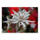 Suche nach edelweiss karten Alpin
