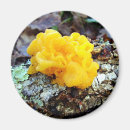 Suche nach fungi magnete Natur