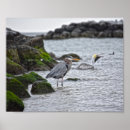Suche nach mexikanischer strand poster Küste